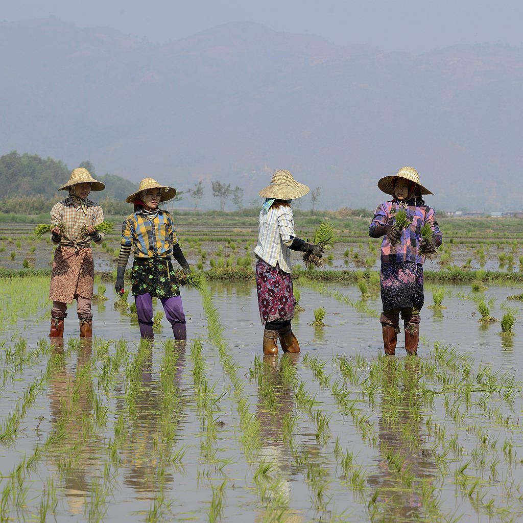 MYANMAR’S RICE EXPORTS TO CHINA SURGE THIS SUMMER